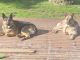 German Shepherd Puppies for sale in Lacey, WA 98516, USA. price: NA