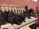 German Shepherd Puppies for sale in Hesperia, CA, USA. price: $500