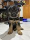 German Shepherd Puppies for sale in Forest Hills, Queens, NY 11375, USA. price: NA