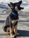 German Shepherd Puppies for sale in Leominster, MA, USA. price: $2,600