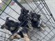 German Shepherd Puppies for sale in Modesto, CA, USA. price: $600