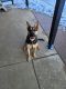 German Shepherd Puppies for sale in Lewisville, TX, USA. price: NA