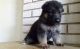 German Shepherd Puppies for sale in Hillsboro, OR 97006, USA. price: NA