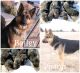 German Shepherd Puppies for sale in Denver, CO, USA. price: NA