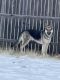 German Shepherd Puppies for sale in Killeen, TX 76542, USA. price: $350