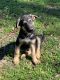 German Shepherd Puppies for sale in Ocala, FL, USA. price: $700