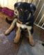 German Shepherd Puppies for sale in Woodlawn, IL 62898, USA. price: NA