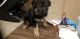 German Shepherd Puppies for sale in Staten Island, NY, USA. price: $1,500