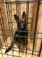 German Shepherd Puppies for sale in 12841 Pierce Pl NE, Blaine, MN 55434, USA. price: $2,500