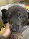 German Shepherd Puppies for sale in Livingston, TX 77351, USA. price: NA