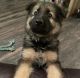 German Shepherd Puppies for sale in McDonough, GA 30252, USA. price: $1,200