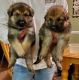 German Shepherd Puppies for sale in Pasadena, TX, USA. price: NA