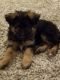 German Shepherd Puppies for sale in Columbia City, IN 46725, USA. price: $1,200