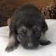 German Shepherd Puppies for sale in CA-1, Long Beach, CA, USA. price: NA
