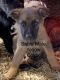 German Shepherd Puppies for sale in Berea, KY, USA. price: $600