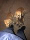 German Shepherd Puppies for sale in 3712 Strayhorn Dr, Mesquite, TX 75150, USA. price: NA