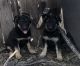 German Shepherd Puppies for sale in 120 Pamela Dr, San Antonio, TX 78223, USA. price: NA