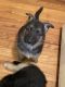 German Shepherd Puppies for sale in Newport News, VA, USA. price: $1,250