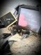 German Shepherd Puppies for sale in Eaton Rapids, MI 48827, USA. price: NA