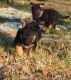 German Shepherd Puppies for sale in Harrison, AR 72601, USA. price: NA