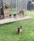 German Shepherd Puppies for sale in Spartanburg, SC, USA. price: $800