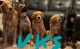 German Shepherd Puppies for sale in Axton, VA 24054, USA. price: $2,500