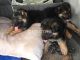 German Shepherd Puppies for sale in NJ-33, Hamilton Township, NJ, USA. price: NA