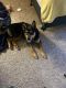 German Shepherd Puppies for sale in Katy, TX 77449, USA. price: NA