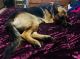 German Shepherd Puppies for sale in Jasonville, IN 47438, USA. price: $700