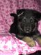 German Shepherd Puppies for sale in Lorain, OH, USA. price: $900