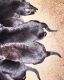 German Shepherd Puppies for sale in Queen Creek, AZ 85143, USA. price: $800