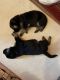 German Shepherd Puppies for sale in Bergenfield, NJ, USA. price: $1,200
