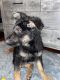German Shepherd Puppies for sale in Providence, RI, USA. price: $890