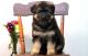 German Shepherd Puppies for sale in Portland, OR 97218, USA. price: NA
