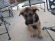 German Shepherd Puppies for sale in North Richland Hills, TX, USA. price: NA
