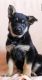 German Shepherd Puppies for sale in Providence, RI, USA. price: $850