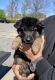 German Shepherd Puppies for sale in Wendell, NC, USA. price: NA