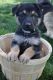 German Shepherd Puppies for sale in Lockwood, CA, USA. price: NA