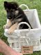 German Shepherd Puppies for sale in Milton, FL 32571, USA. price: NA