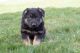 German Shepherd Puppies for sale in Simpsonville, KY 40067, USA. price: NA