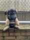 German Shepherd Puppies for sale in Ridgefield, NJ 07657, USA. price: NA