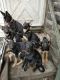 German Shepherd Puppies for sale in Lower Merion Township, PA, USA. price: NA