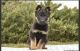 German Shepherd Puppies for sale in Union City, NJ 07087, USA. price: NA