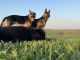 German Shepherd Puppies for sale in Mt Sterling, KY 40353, USA. price: NA