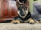 German Shepherd Puppies for sale in Golden, CO, USA. price: NA