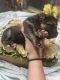German Shepherd Puppies for sale in Brooksville, FL 34601, USA. price: NA