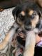 German Shepherd Puppies for sale in Montclair, CA, USA. price: NA