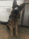 German Shepherd Puppies for sale in Ashland, OH 44805, USA. price: NA