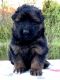 German Shepherd Puppies for sale in Gadsden, AL, USA. price: $2,000