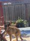 German Shepherd Puppies for sale in 440 Victoria Pl, Vista, CA 92084, USA. price: NA